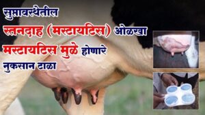 दुभत्या जनावरामधील स्तनदाह लक्षणे व उपचार mastitis-symptoms-and-treatment-in-dairy-cattle